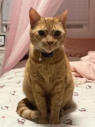 Lost Female Cat last seen Behind borah highschool, curtis road, Boise, ID 83709