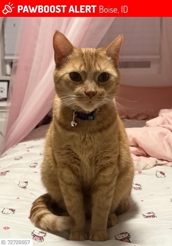 Lost Female Cat last seen Behind borah highschool, curtis road, Boise, ID 83709