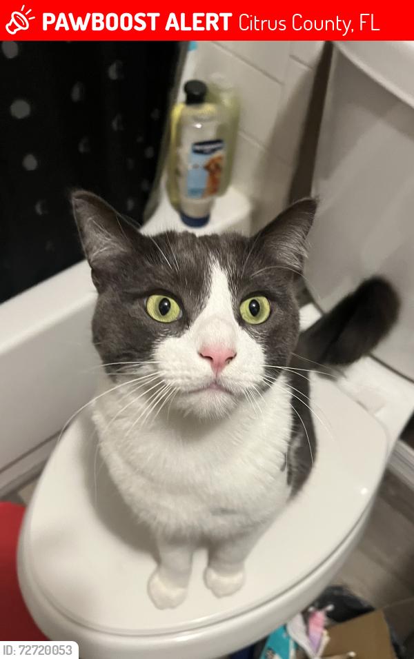 Lost Male Cat last seen N Gulf Ave and W Mango Ln, Citrus County, FL 34429