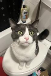 Lost Male Cat last seen N Gulf Ave and W Mango Ln, Citrus County, FL 34429