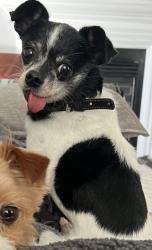 Lost Male Dog last seen Tarzo and Belleterra Way , Elk Grove, CA 95757