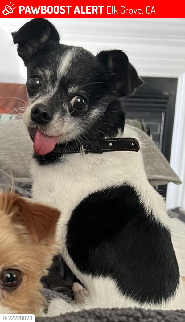 Lost Male Dog last seen Tarzo and Belleterra Way , Elk Grove, CA 95757