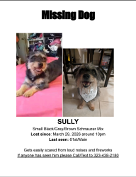 Lost Male Dog last seen Main & 61st, Los Angeles, CA 90003