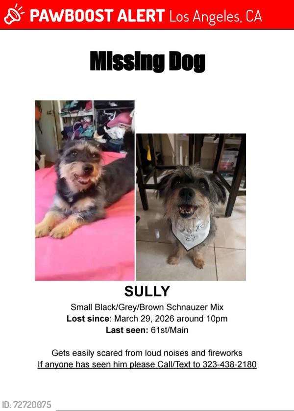 Lost Male Dog last seen Main & 61st, Los Angeles, CA 90003