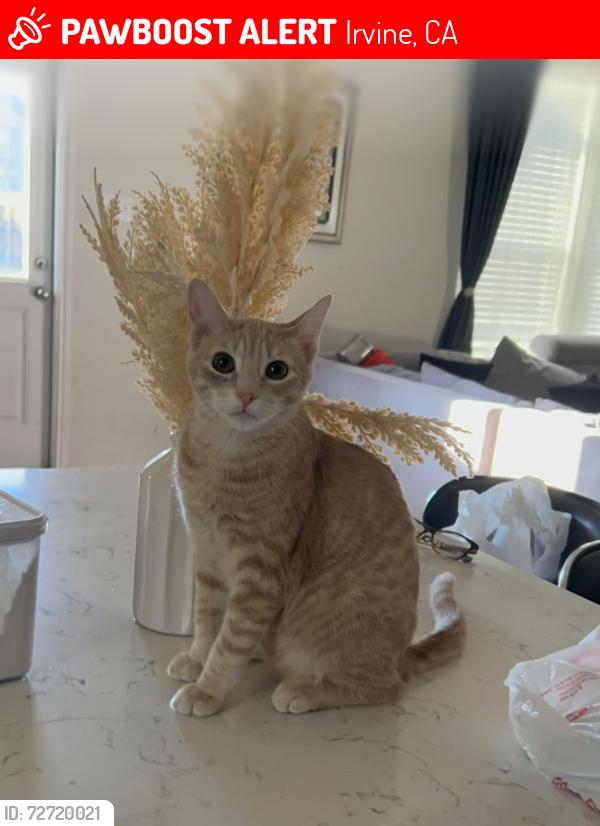 Lost Male Cat last seen Near a park, Irvine, CA 92620