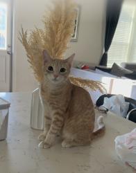 Lost Male Cat last seen Near a park, Irvine, CA 92620