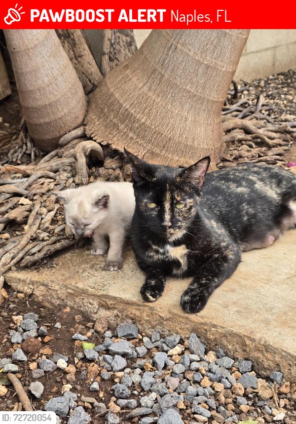 Lost Female Cat last seen Randall BLVD, Naples, FL 34120