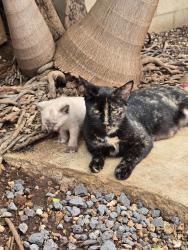 Lost Female Cat last seen Randall BLVD, Naples, FL 34120
