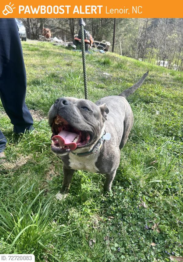 Lost Female Dog last seen Field , Lenoir, NC 28645