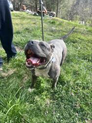 Lost Female Dog last seen Field , Lenoir, NC 28645