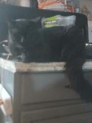 Lost Male Cat last seen Golden Oaks park in Albany, Albany, NH 03818