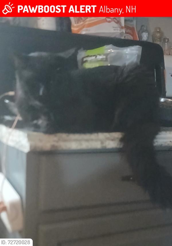 Lost Male Cat last seen Golden Oaks park in Albany, Albany, NH 03818