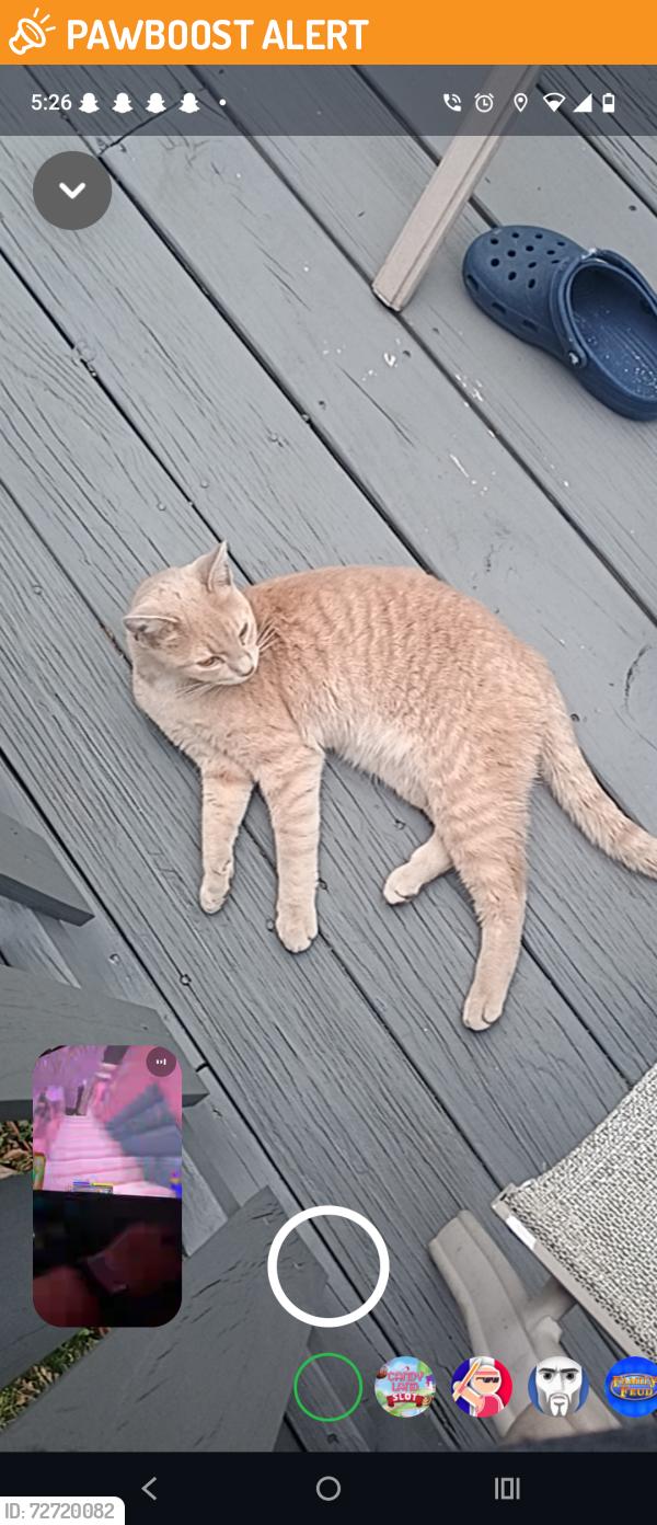 Found/Stray Unknown Cat last seen sellers ave, Upper Darby Township, PA 19082