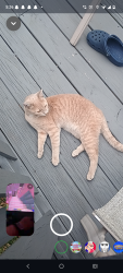 Found/Stray Unknown Cat last seen sellers ave, Upper Darby Township, PA 19082