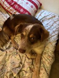 Found/Stray Female Dog last seen Regal stockton city center, Stockton, CA 95202