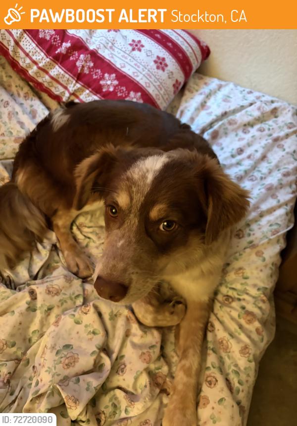 Found/Stray Female Dog last seen Regal stockton city center, Stockton, CA 95202