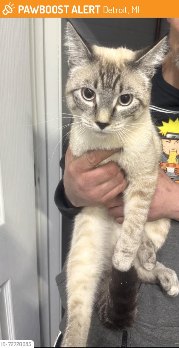 Found/Stray Unknown Cat last seen Near W Fort Street, Detroit, MI, 48216, Detroit, MI 48216