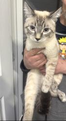 Found/Stray Unknown Cat last seen Near W Fort Street, Detroit, MI, 48216, Detroit, MI 48216