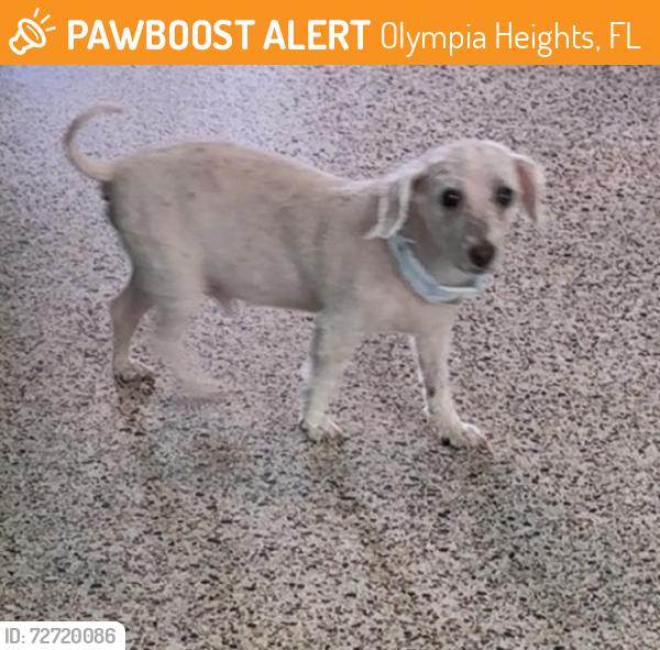 Found/Stray Male Dog last seen 102nd ct, Olympia Heights, FL 33165