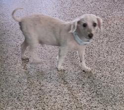 Found/Stray Male Dog last seen 102nd ct, Olympia Heights, FL 33165