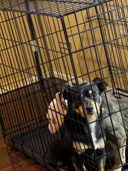 Lost Male Dog last seen lake arligton, Fort Worth, TX 76119