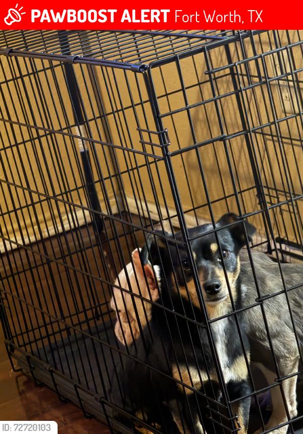 Lost Male Dog last seen lake arligton, Fort Worth, TX 76119