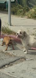Found/Stray Unknown Dog last seen 103rd and Wilmington, Los Angeles, CA 90002