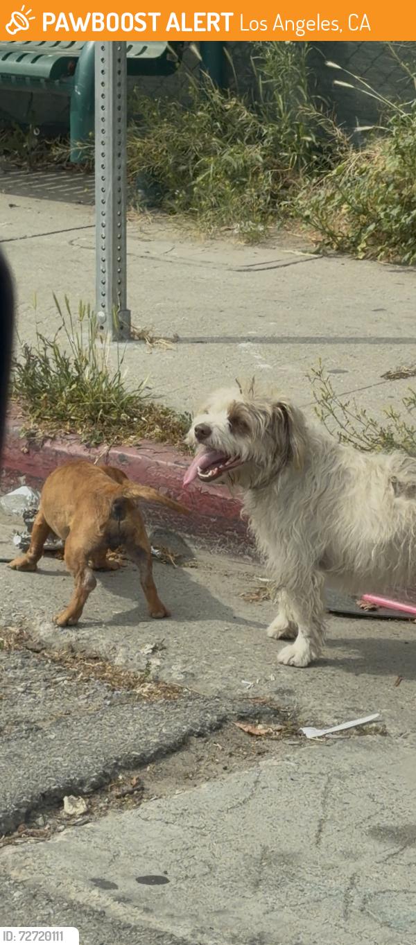 Found/Stray Unknown Dog last seen 103rd and Wilmington, Los Angeles, CA 90002
