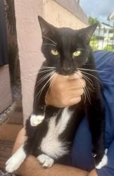 Found/Stray Female Cat last seen Near West Atlantic and Hagan Ranch, Palm Beach County, FL 33446