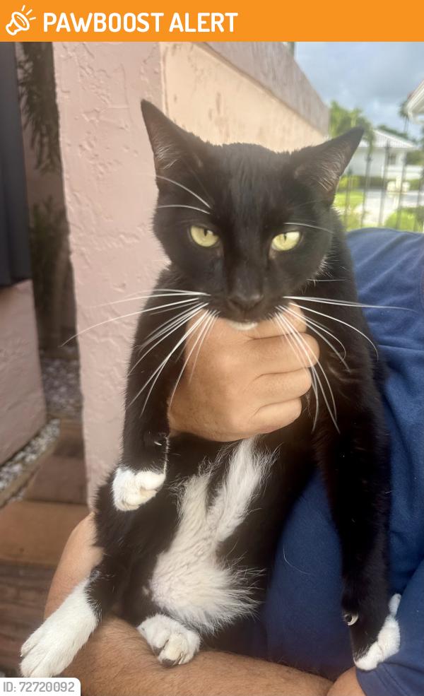Found/Stray Female Cat last seen Near West Atlantic and Hagan Ranch, Palm Beach County, FL 33446