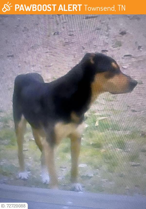 Found/Stray Male Dog last seen Rudd Rd, Townsend, TN 37882