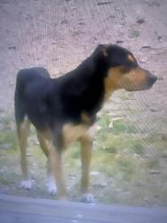 Found/Stray Male Dog last seen Rudd Rd, Townsend, TN 37882