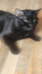 Lost Male Cat last seen Winchester Cir East , Warrenville, IL 60555