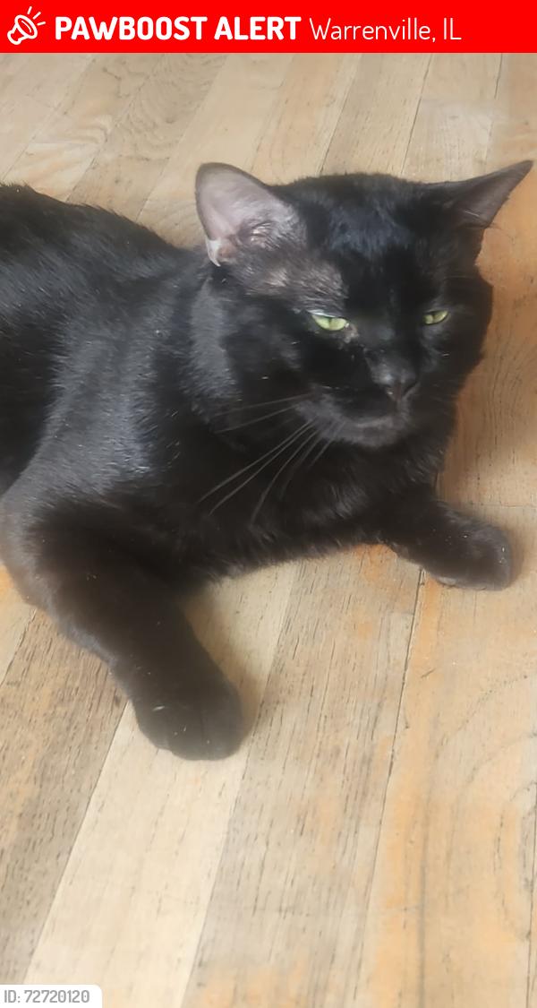 Lost Male Cat last seen Winchester Cir East , Warrenville, IL 60555