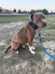 Found/Stray Male Dog last seen Parkwest, College Station, TX 77840