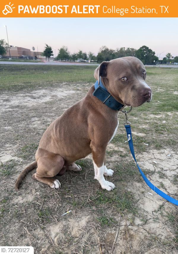 Found/Stray Male Dog last seen Parkwest, College Station, TX 77840