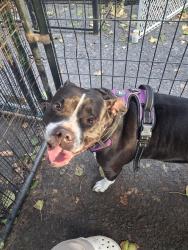 Found/Stray Female Dog last seen Mt Laffe, New Castle Township, PA 17901