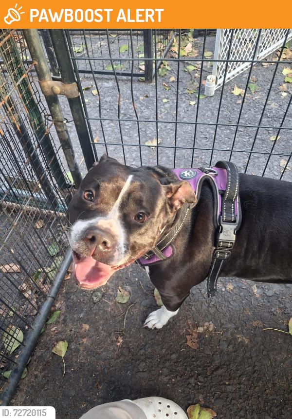 Found/Stray Female Dog last seen Mt Laffe, New Castle Township, PA 17901