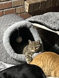 Lost Female Cat last seen Meadowbrook and Green Hill , Fort Worth, TX 76112