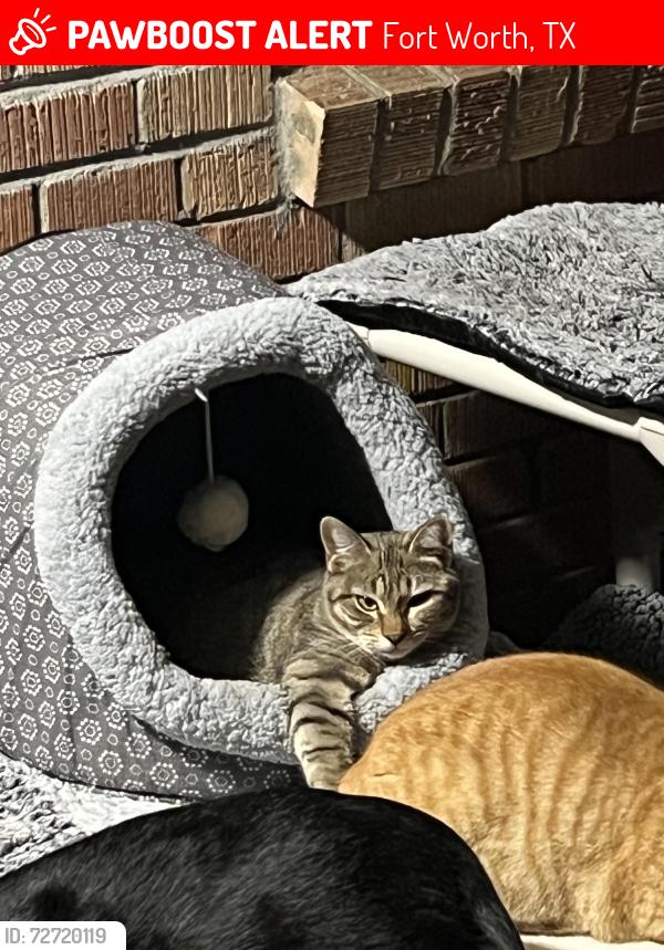Lost Female Cat last seen Meadowbrook and Green Hill , Fort Worth, TX 76112