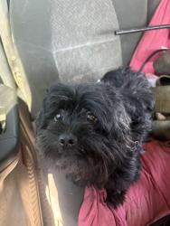 Found/Stray Male Dog last seen laing st, Harper Woods, MI 48225