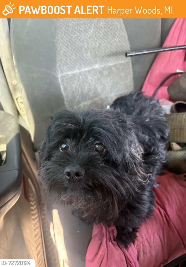 Found/Stray Male Dog last seen laing st, Harper Woods, MI 48225