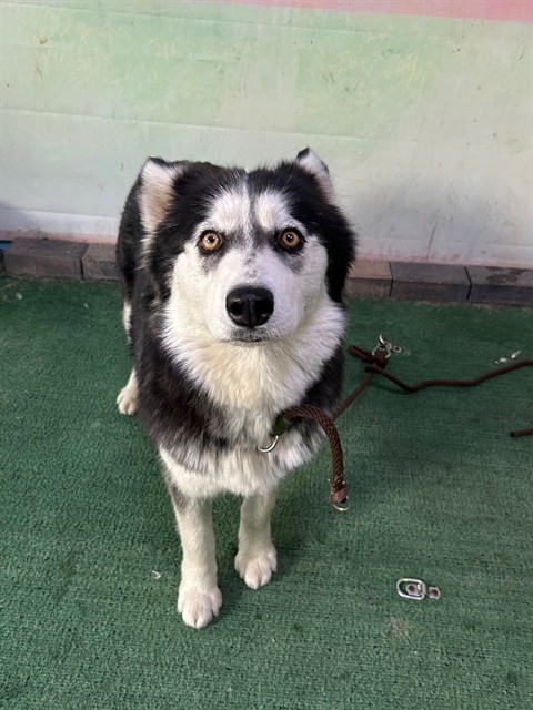 Shelter Stray Female Dog last seen , Irwindale, CA 91706