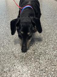 Shelter Stray Male Dog last seen Near BLOCK WOODBURY PIKE - 2 DAYS, Murfreesboro, TN 37129