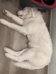 Lost Male Dog last seen near the heb on wwwhite, San Antonio, TX 78220