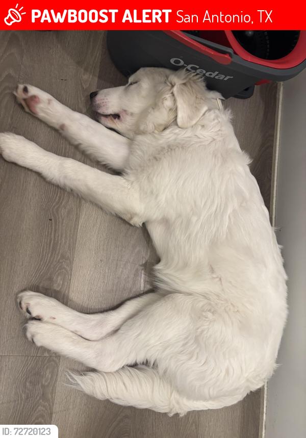 Lost Male Dog last seen near the heb on wwwhite, San Antonio, TX 78220