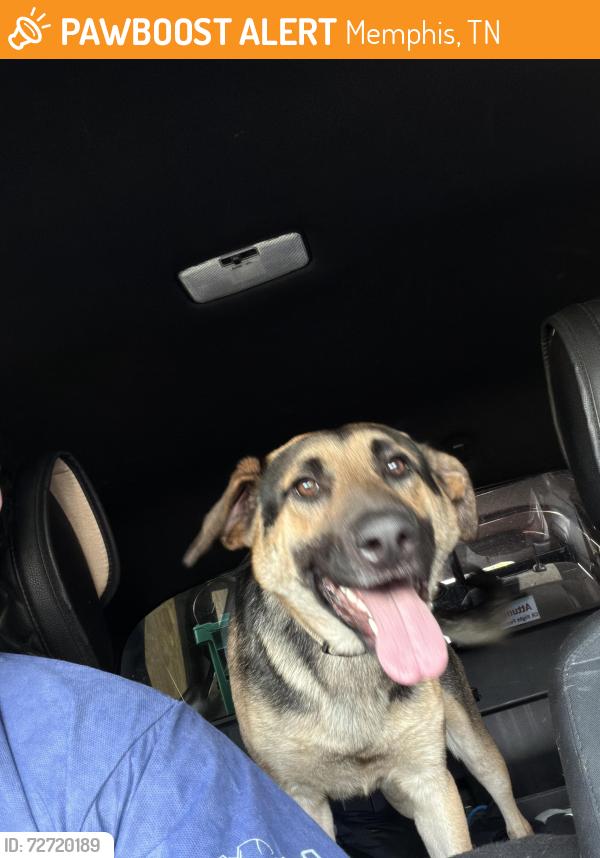 Found/Stray Male Dog last seen Mount moriah and Willow road , Memphis, TN 38117