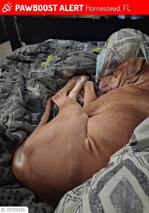Lost Male Dog last seen Near av , Homestead, FL 33033