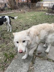 Found/Stray Female Dog last seen Outer Drive and Steele, Detroit, MI 48221