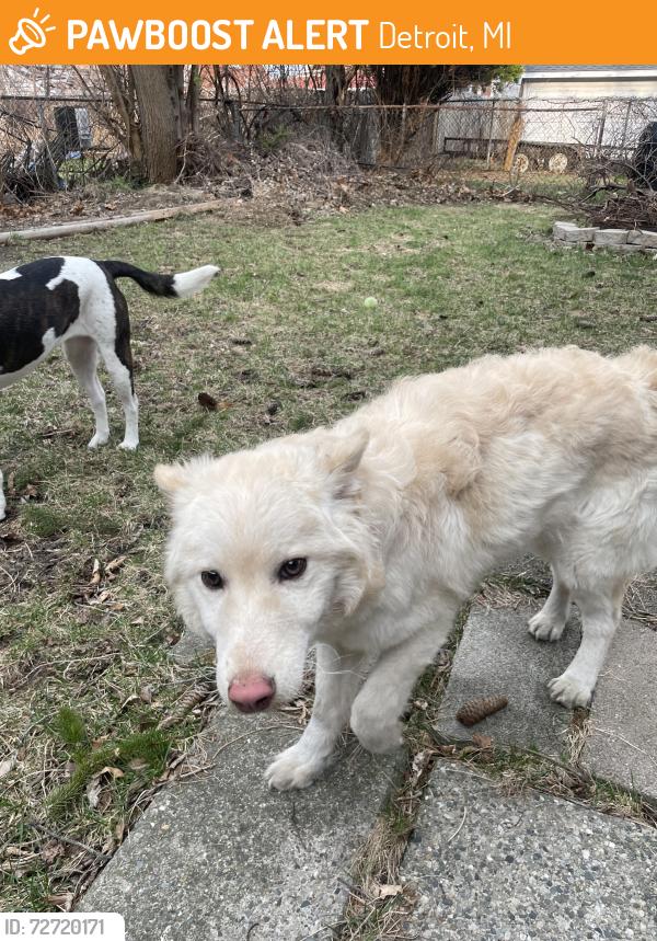 Found/Stray Female Dog last seen Outer Drive and Steele, Detroit, MI 48221